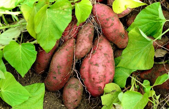野菜のネット販売を愛知から行い高品質なさつま芋のご案内をしております