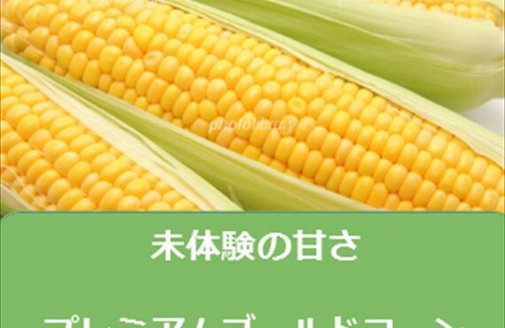 甘みの強くて美味しいスイートコーンの品種、味来。6月20日頃より通販いたします。