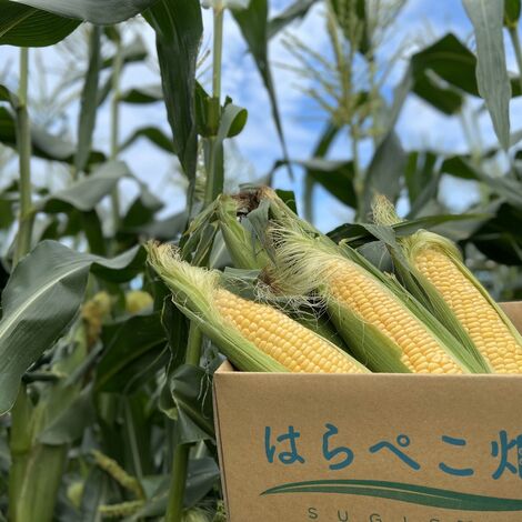土にこだわり甘いトウモロコシができました はらぺこ畑 杉正農園より農家直送便 発送できます