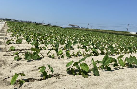 おいしい里芋の通販は、はらぺこ畑にお任せください！噛まずにとろけてしまいますよ。