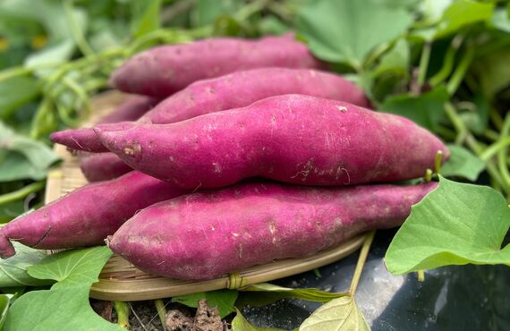 碧南市でおいしい野菜の代表格、さつまいもを通販やネット販売しています。